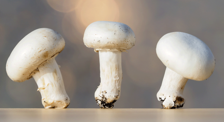 champignon-paris-4-750x410