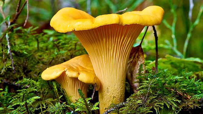 chanterelles_670