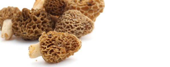 morilles