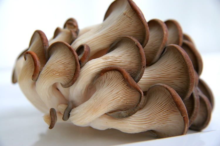 OysterMushroom_6738