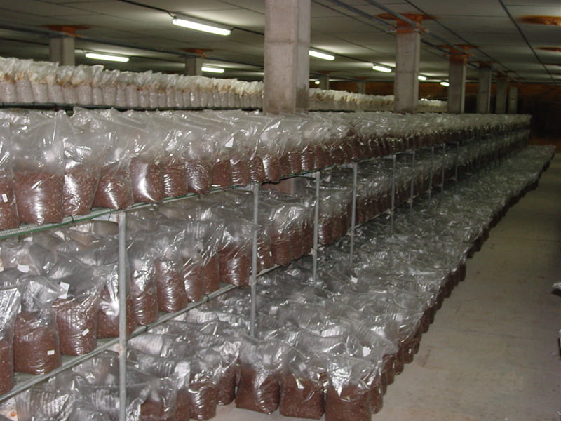 Incubation de substrat Pleurote